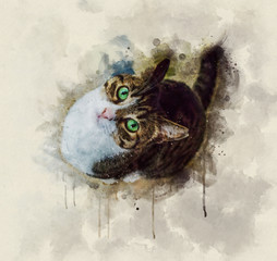 Watercolor illustration of a brown and white cat looking up