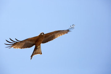 Harrier is hovering in the sky