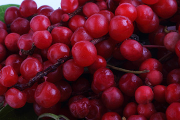 Schisandra chinensis background