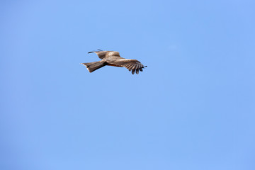 Harrier is hovering in the sky