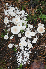Collybia cirrata, known as the piggyback shanklet, wild parasitic mushroom from Finland