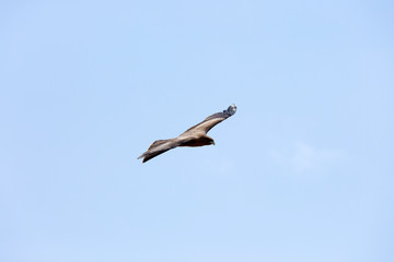 Harrier is hovering in the sky