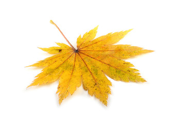 Autumn maple leaf