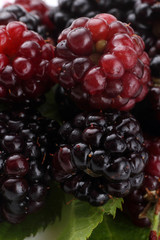 Blackberry background. Macro