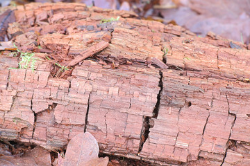 Brown-rot fungus breaking down hemicellulose and cellulose and displaying the typical cubical fracture