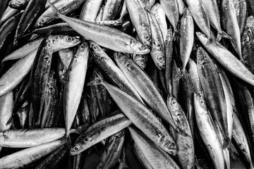 Stack of fish in black and white
