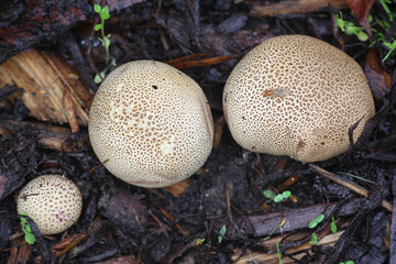 Scleroderma bovista, or Scleroderma verrucosum var. bovista, known as the Potato Earthball, wild fungus from Finland