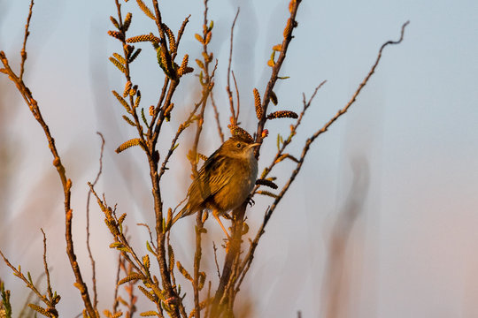 Common Chiffchaff (Phylloscopus collybita) Perched on Branches
