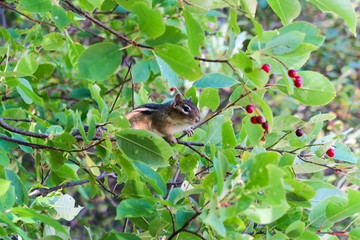 Cute chipmunk on tree branch in a canadian park