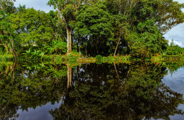 Fototapeta na wymiar Pond in jungle