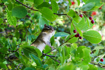 Cute chipmunk on tree branch in a canadian park