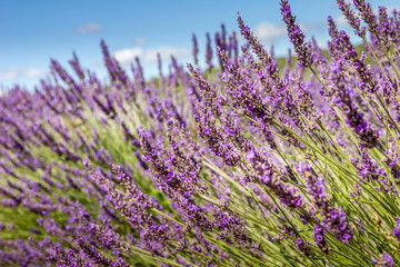 Lavender field