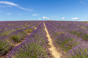 Plakat Lavender field in Provence, France