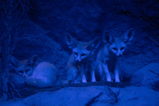 El f&eacute;nec (Vulpes zerda), feneco o zorro del desierto en la noche