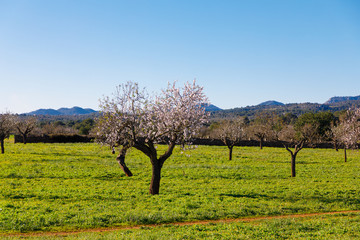 Field of flowering almonds in Mallorca