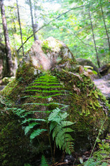 Fototapeta premium closeup of a rock covered with green moss in a Canadian forest