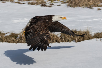 bald eagle in flight