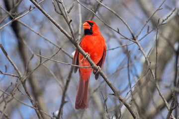 Red Male Cardinal in tree