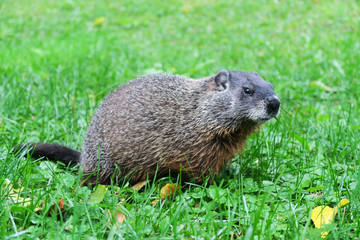 Naklejka na ściany i meble Close up of a wild marmot in its natural environment in a canadian park in Quebec