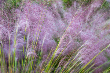 Feathery pink grass closeup