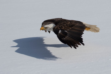 bald eagle in flight