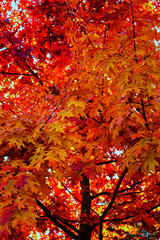 Autumn golden leaves close up. Golden autumn leaves view. Autumn leaves vertical scene. Autumn leaves vertical