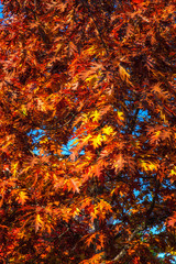 Autumn golden leaves close up. Golden autumn leaves view. Autumn leaves vertical scene. Autumn leaves vertical