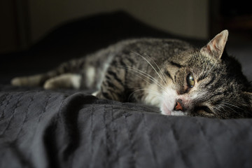 Naklejka na ściany i meble Cute aged cat lying on bed at home
