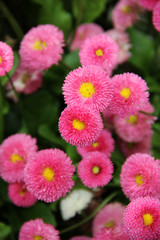 Obraz premium SW - FLORES 73