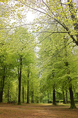 A forest park with tall trees with light green foliage