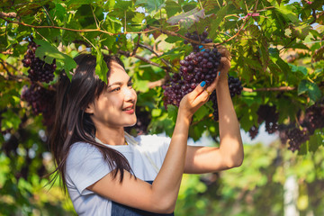 An Asian woman is picking a bunch of grapes in the morning.  Young woman picking bunches of grapes in a winery vineyard during harvesting in autumn crouching down to snip off the bunch.