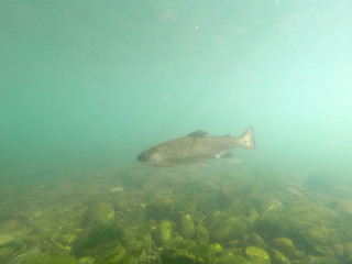 rainbow trout in the river