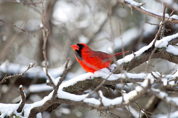 Red Male Cardinal in tree with snow