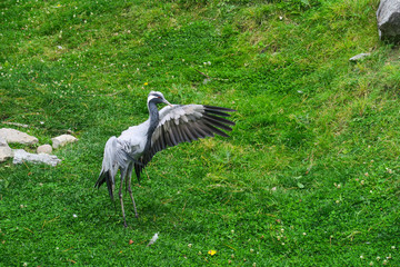Fototapeta premium Demoiselle crane running in a grass field with its wings open