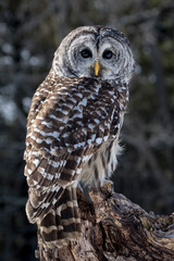 portrait of barred owl