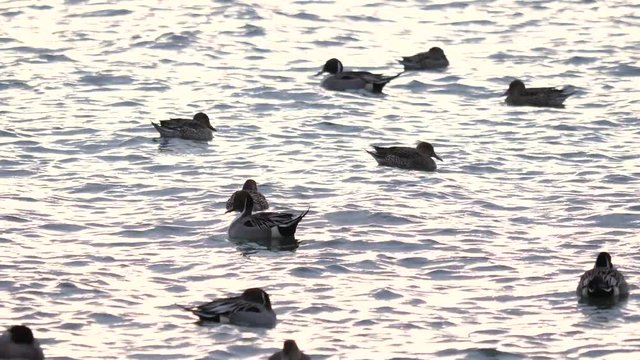 オナガガモ　藤前干潟　愛知県名古屋市　日本　