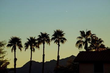 Fototapeta na wymiar Arizona sunset in summer, warm with palm trees in silhouette