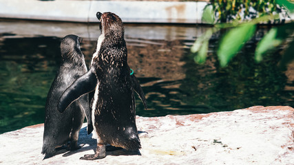 Zoo Pinguin