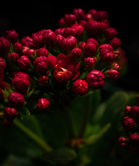 red and white tulips