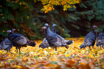 Turkeys in the Fall Autumn Leaves - obrazy, fototapety, plakaty