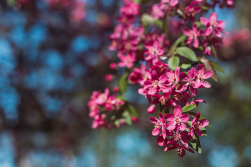 Fairy spring background with blue sky and blooming branch of apple tree with pink saturated flowers and small fresh leaves - looks happy and peaceful
