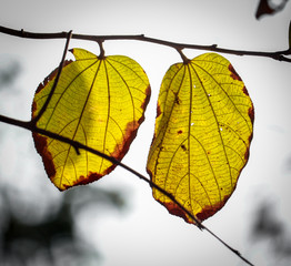 the leave is held against the sun so you can clear see the vein structure of the leave against the blue sky