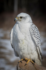 cyr falcon on a rock