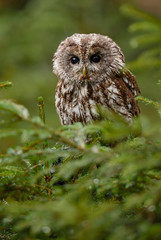 Tawny Owl - Strix aluco, beatiful own from Euroasian forests and woodlands, Czech Republic.