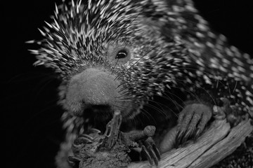 Foto en blanco y negro de un puercoespín o coendu