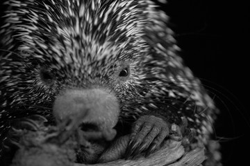 Foto en blanco y negro de un puercoespín o coendu