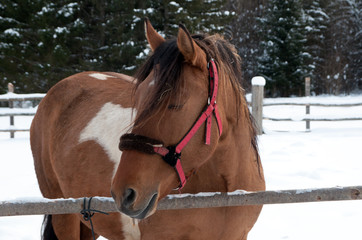 horse walking on the street