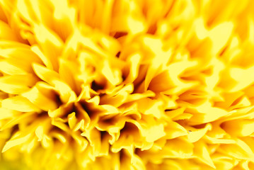 Abstract macro view of sunflower's petals . Shallow depth of field