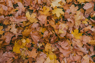 Dry autumn leaves lying on the ground.