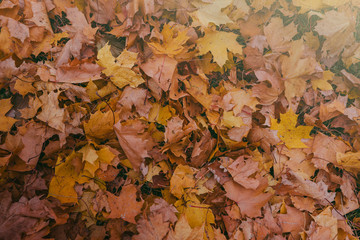 Dry autumn leaves lying on the ground.